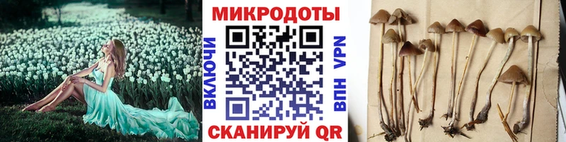цена   Карачаевск  Псилоцибиновые грибы Psilocybe 